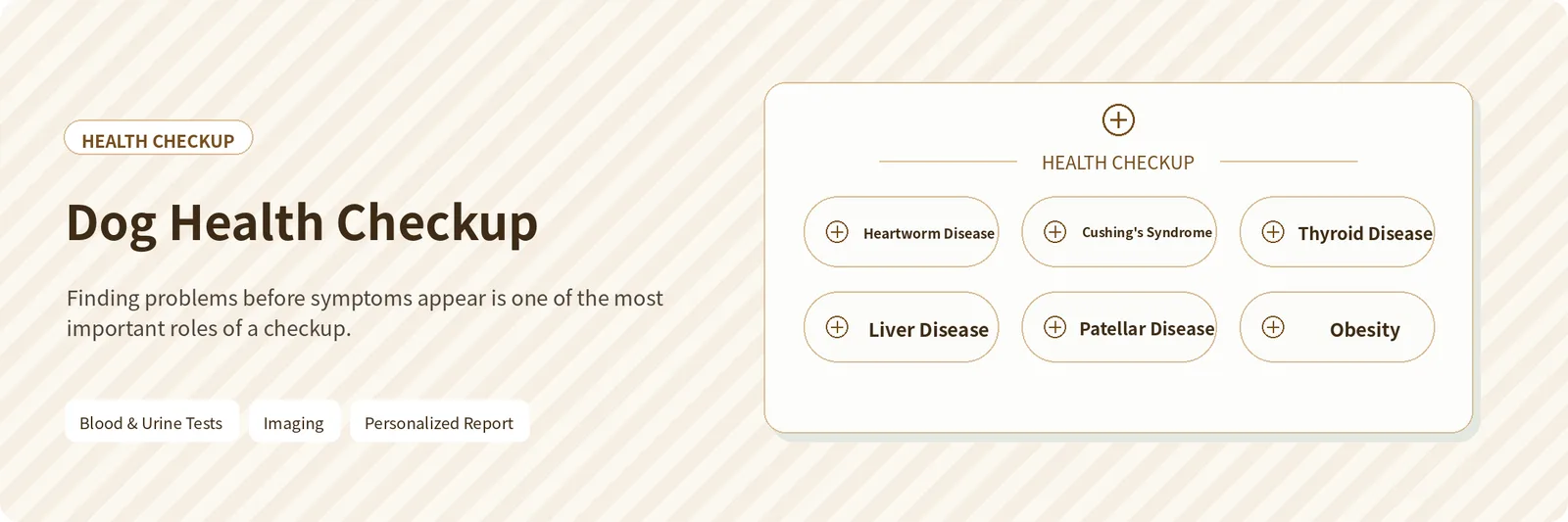 Dog Health Checkup