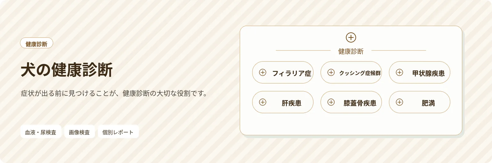 犬の健康診断